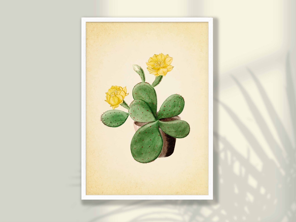Potted Prickly Pear Cactus Yellow Bloom Vintage Botanical Poster