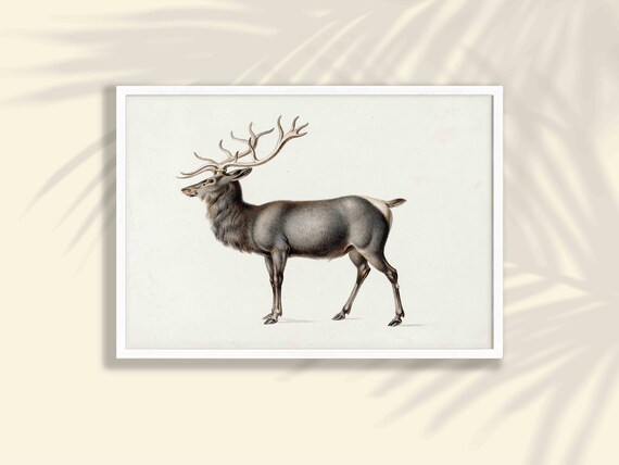 Vintage Stag Deer Antlers Wildlife Nature Illustration Art Print