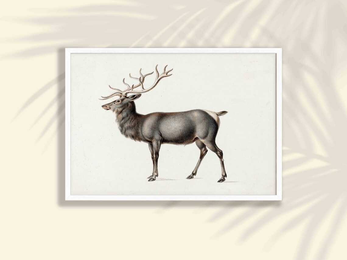 Vintage Stag Deer Antlers Wildlife Nature Illustration Art Print
