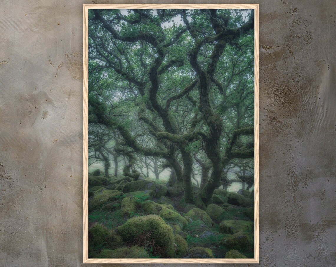 Ancient Twisted Oak Trees With Moss Over Boulders In Mist Poster