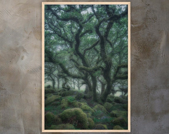 Mystical Forest In The Fog Premium Wall Picture With Wooden Frame Oak Forest Landscape Photography Fine Art Wall Art Poster Print