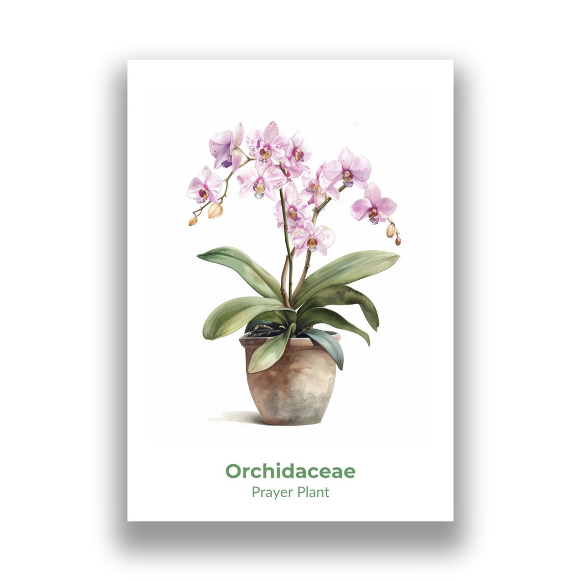 Elegant Pink Orchid Bloom Potted Watercolor Botanical Art Poster - Image 2