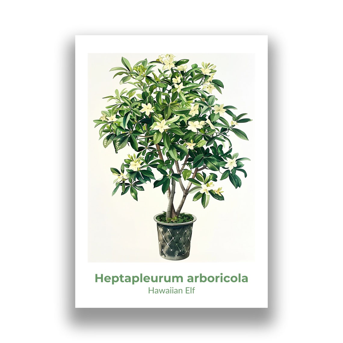 Hawaiian Elf Heptapleurum Arboricola Tree Watercolor Art Poster - Image 2