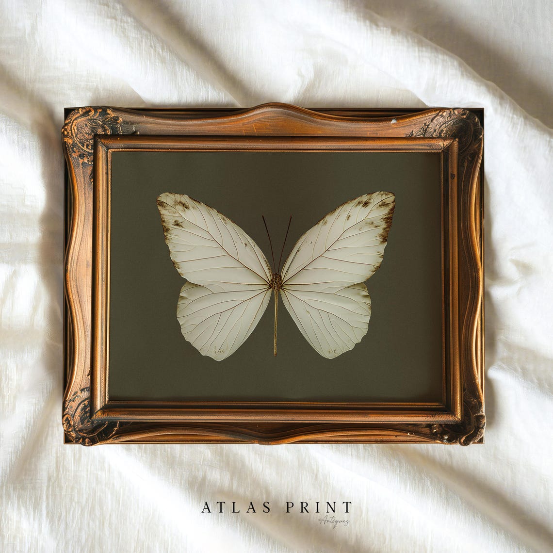 Vintage White Butterfly Specimen Dark Moody Insect Study Wall Art
