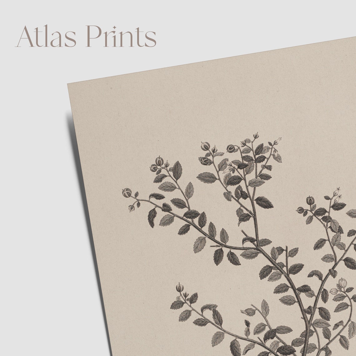 Elegant Minimal Grey Leaf Sprig Botanical Sketch Vintage Wall Art - Image 4