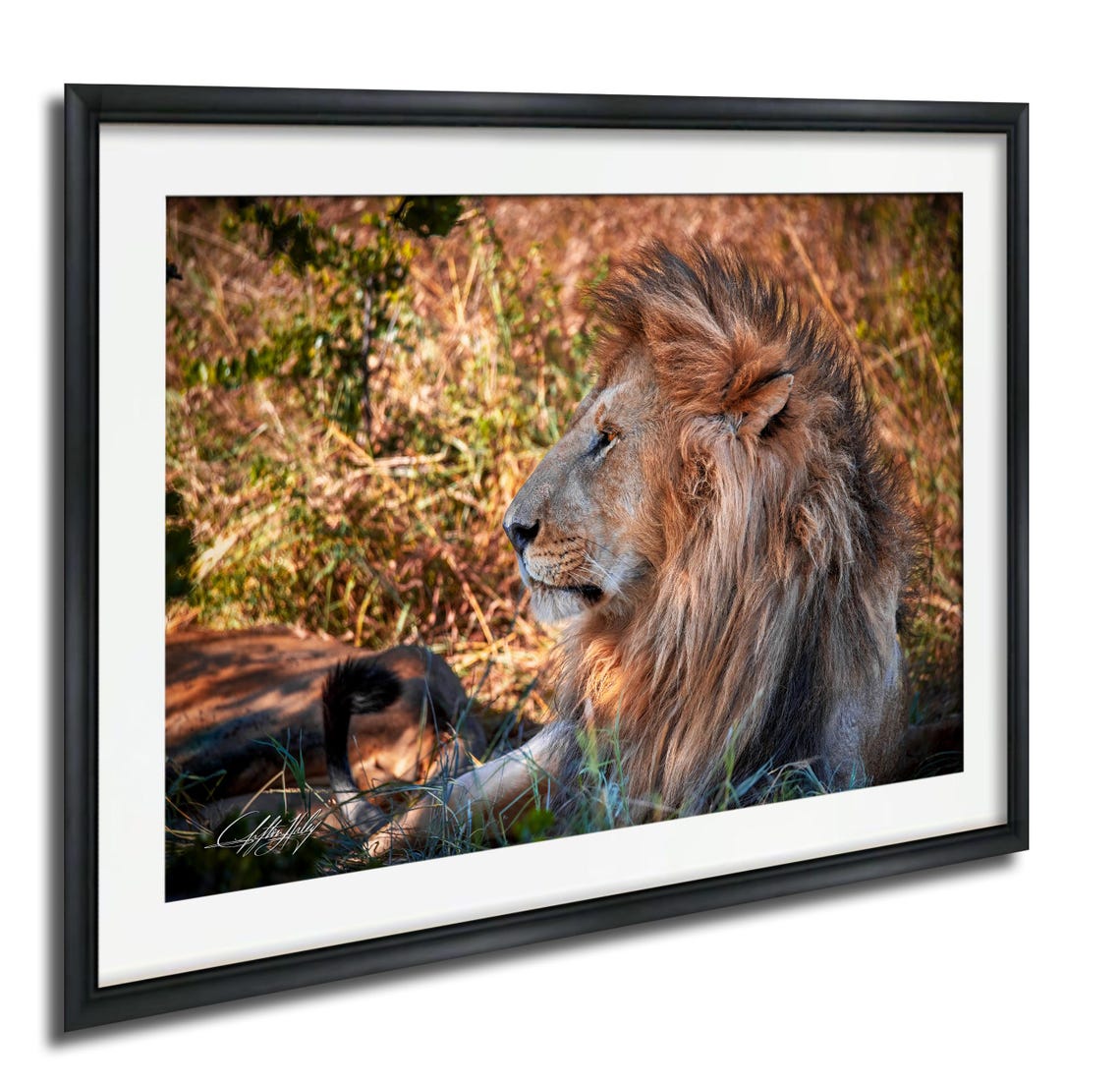 Lion Wall Art Maasai Mara Safari Scene Amber Gold Canvas