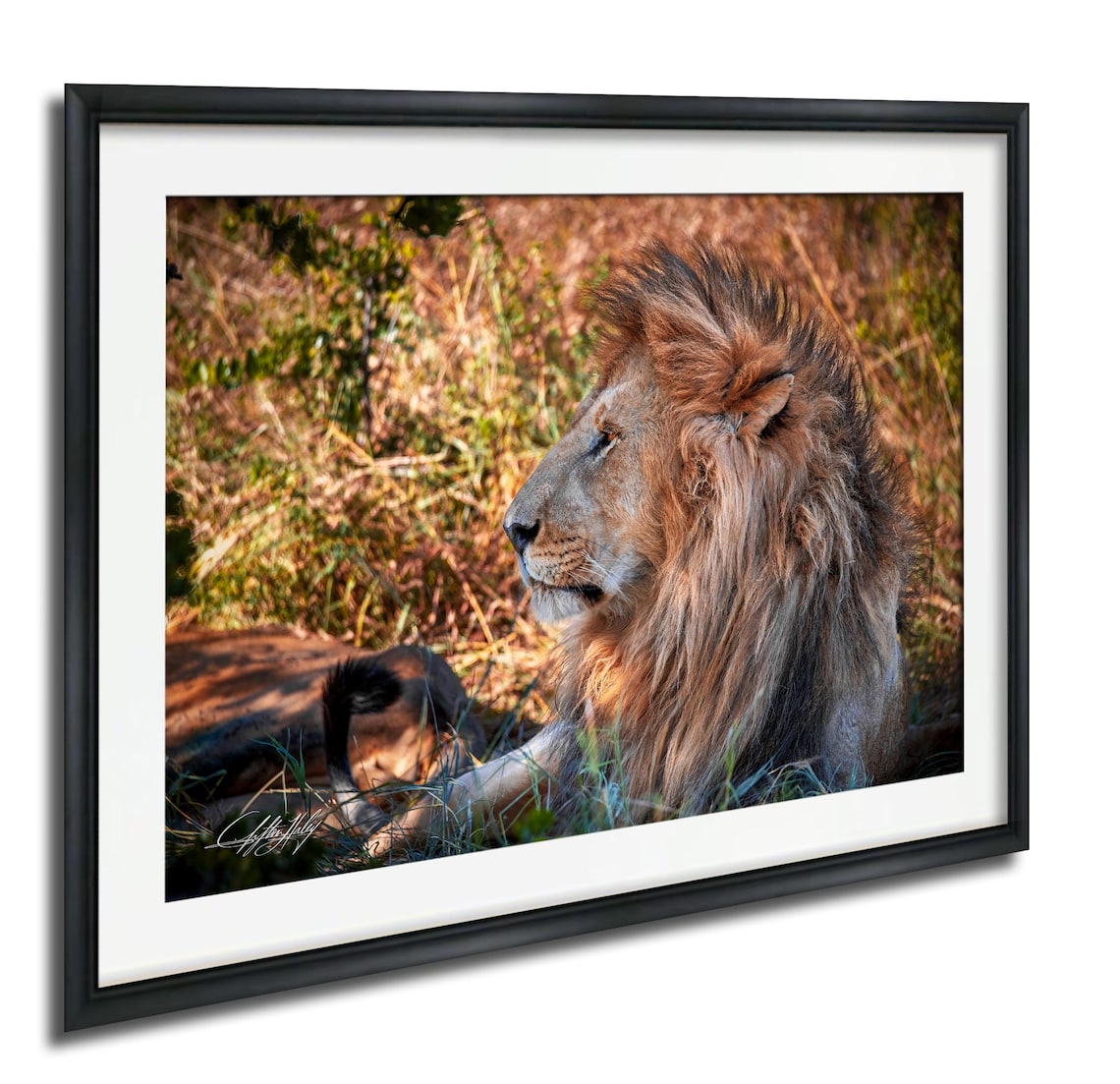 Male Lion Profile In Golden Light Majestic Big Cat Photo Poster