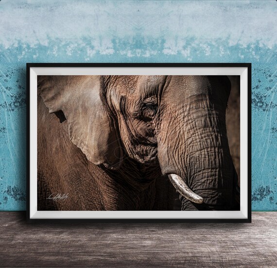 Elephant Art Print Safari Wildlife Portraits Framed Or Canvas Options