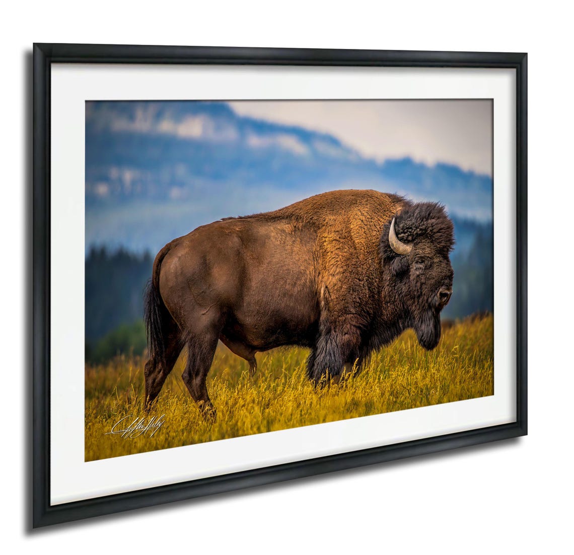 Bison Standing in Golden Field Western Wildlife Photography Poster