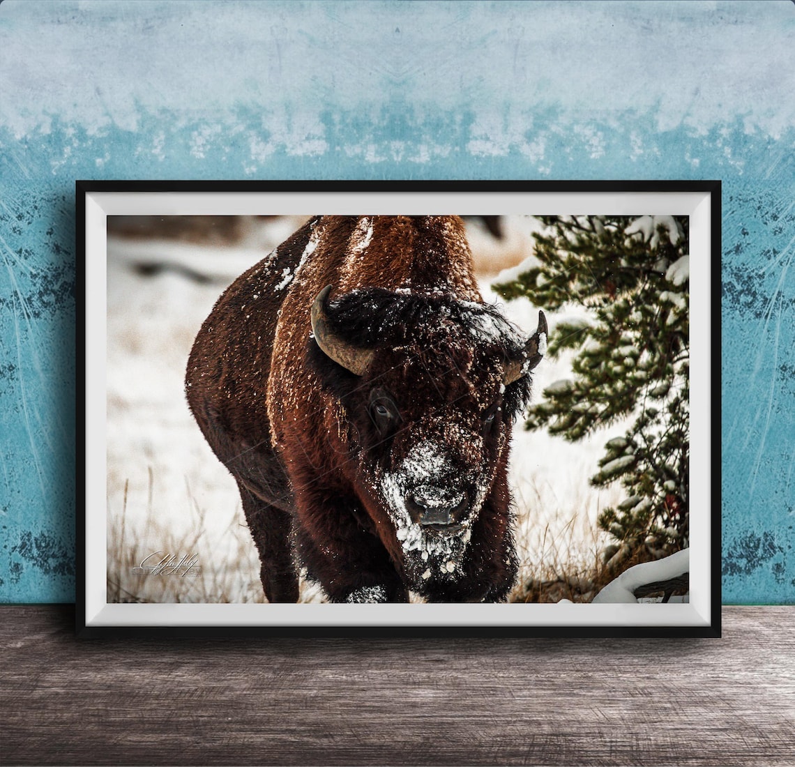 Snow Dusted Bison Bull Close Up Winter Wildlife Photography Poster
