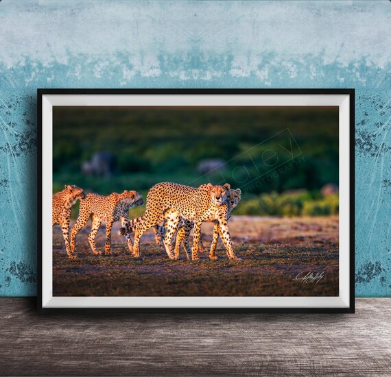Cheetah Art Print African Safari Wildlife Multiple Sizes Available