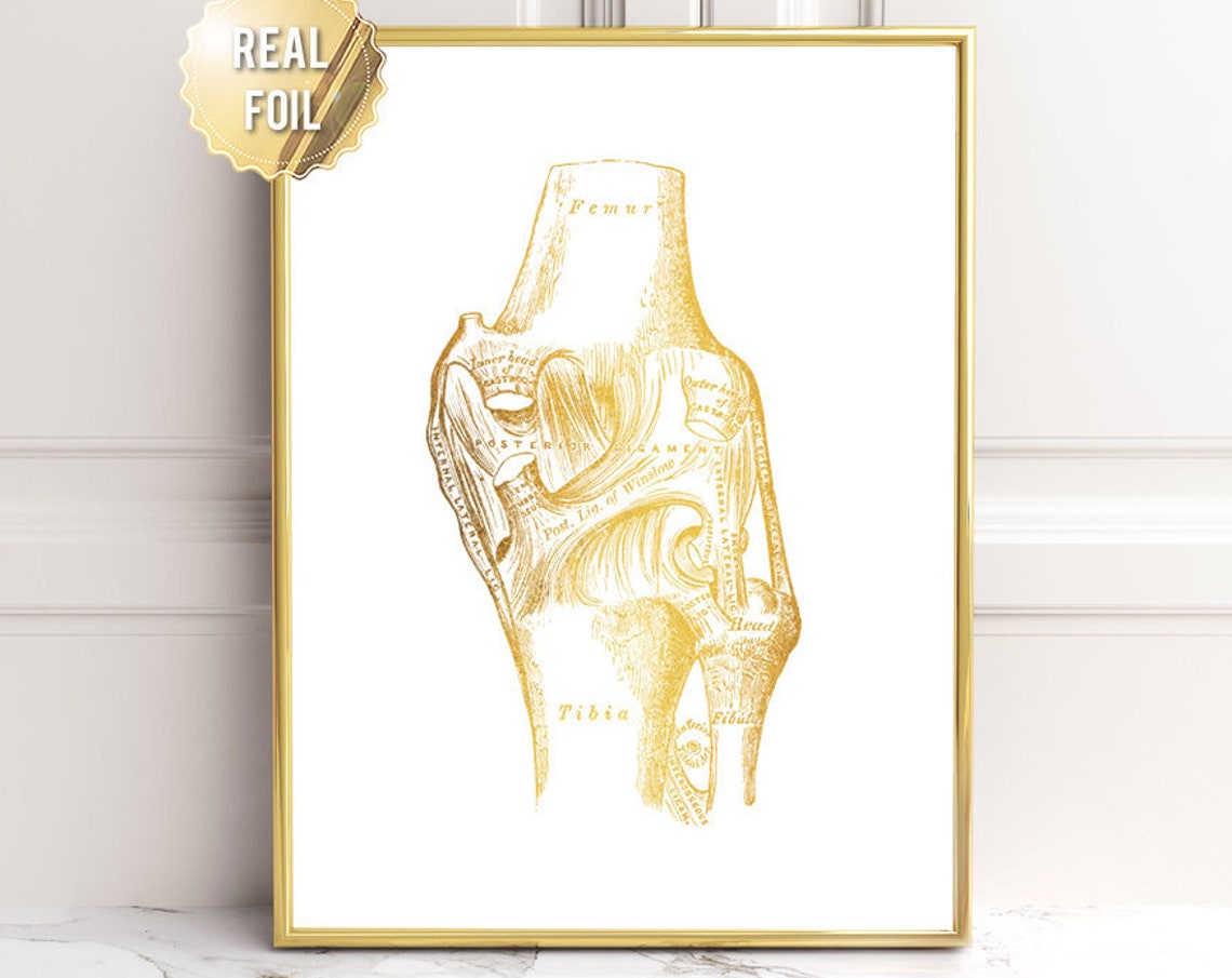 Gold Foil Knee Ligament Anatomy Femur Tibia Vintage Art Print