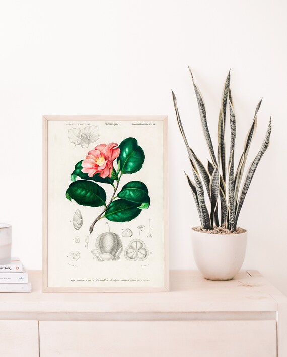 Floral Illustration Tropical Flower Botanical Poster Charles Dessalines D Orbigny Botany Vintage Print