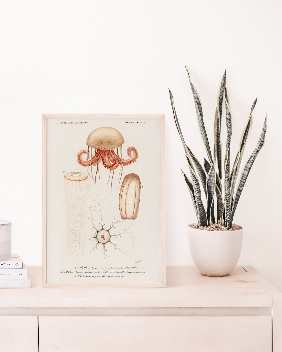 Jellyfish Wall Art Ocean Decor Animal Illustrations Kitchen Print Classroom Charles Dessalines D Orbigny
