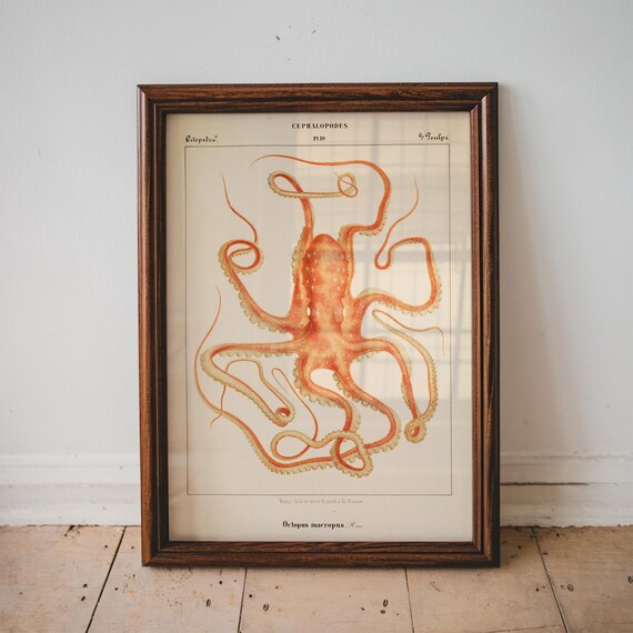 Vintage Octopus Print Ocean Animal Antique Painting Poster Wall Art Decor Nautical Illustration