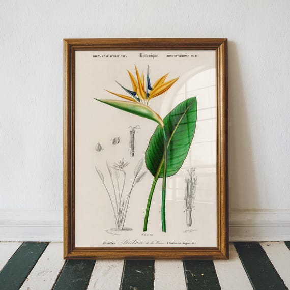 Bird Of Paradise Illustration Tropical Flower Botanical Poster Charles Dessalines D Orbigny Botany Vintage Print