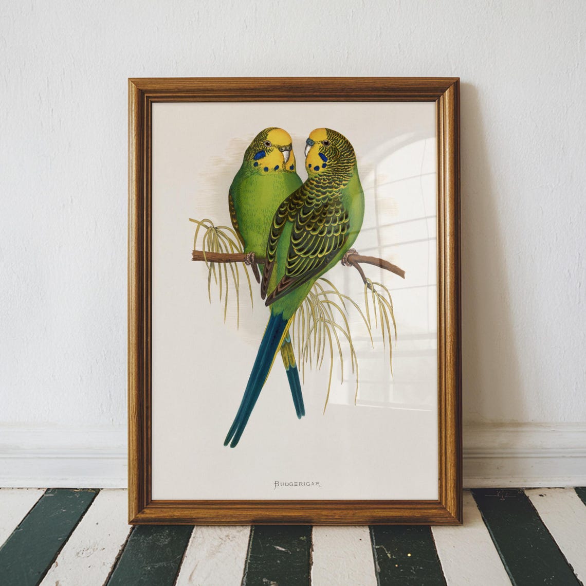 Budgerigar Parakeets Pair Vintage Green Bird Illustration Poster