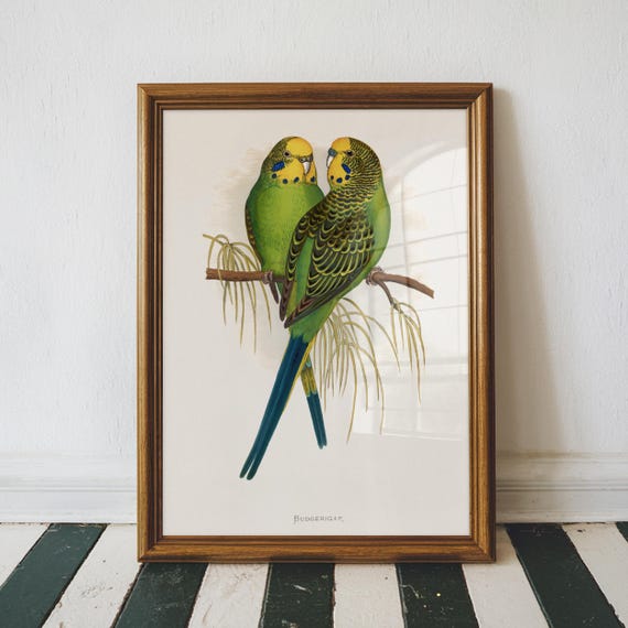 Budgies Vintage Print Bird Poster Antique Animal Painting Wall Art Decor Illustration