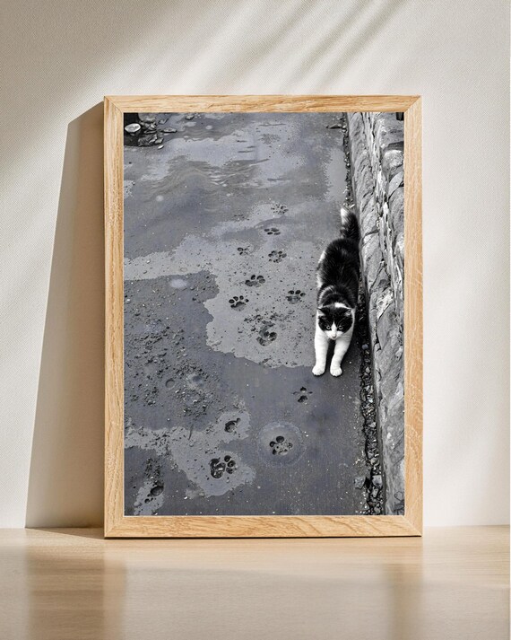 Black White Cat Pawprints Wet Pavement Urban Street Photo Poster