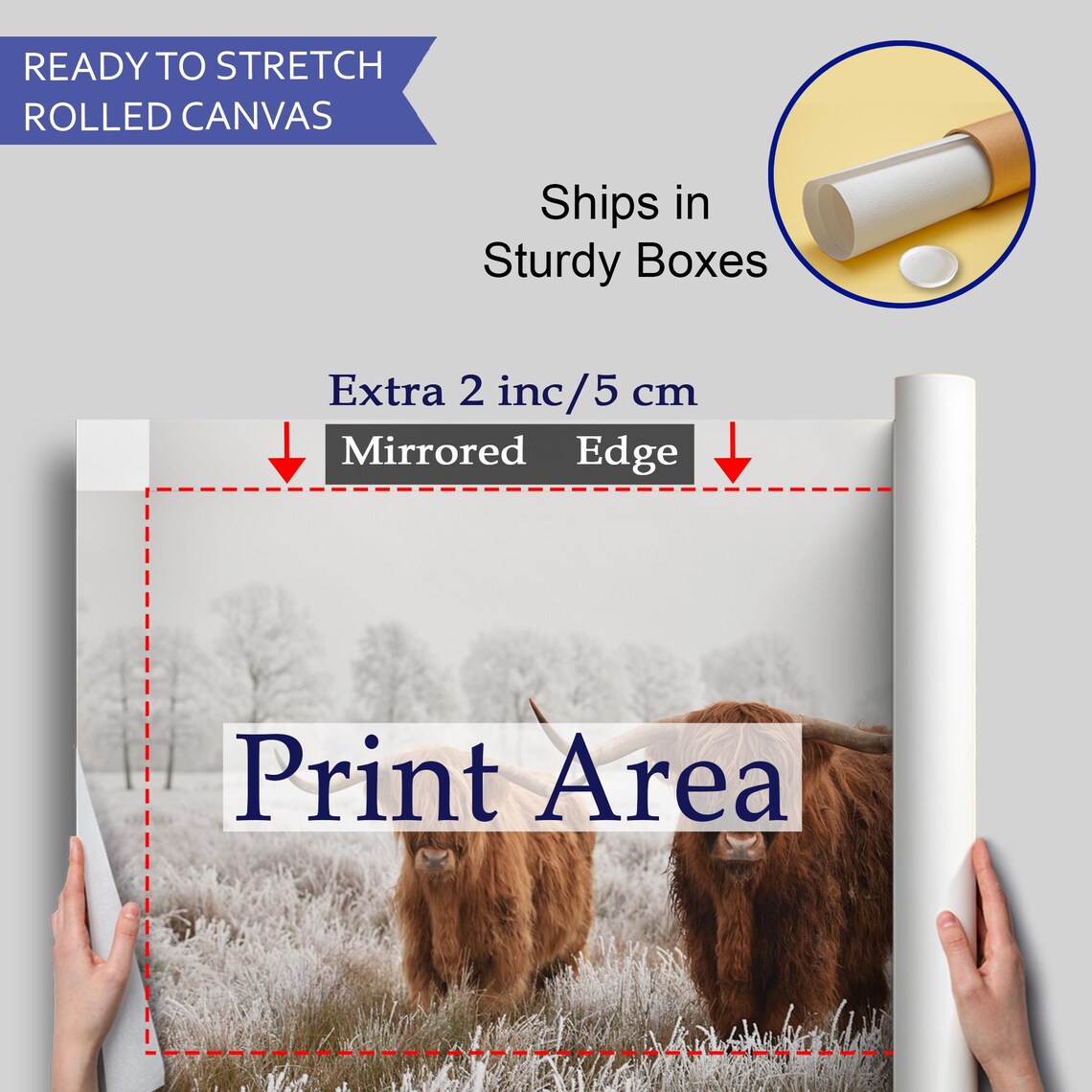 Scottish Highland Cattle Pair Frosty Winter Field Photography Poster - Image 4
