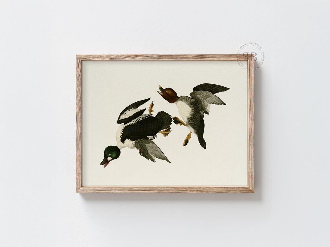 Flying Ducks Bird Print Hunting Wildlife Wall Art Neutral Duck Illustration Rustic Decor Vintage Style No833