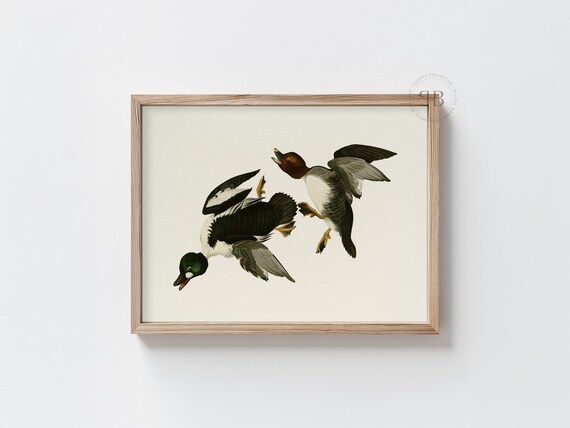 Flying Ducks Bird Print Hunting Wildlife Wall Art Neutral Duck Illustration Rustic Decor Vintage Style No833