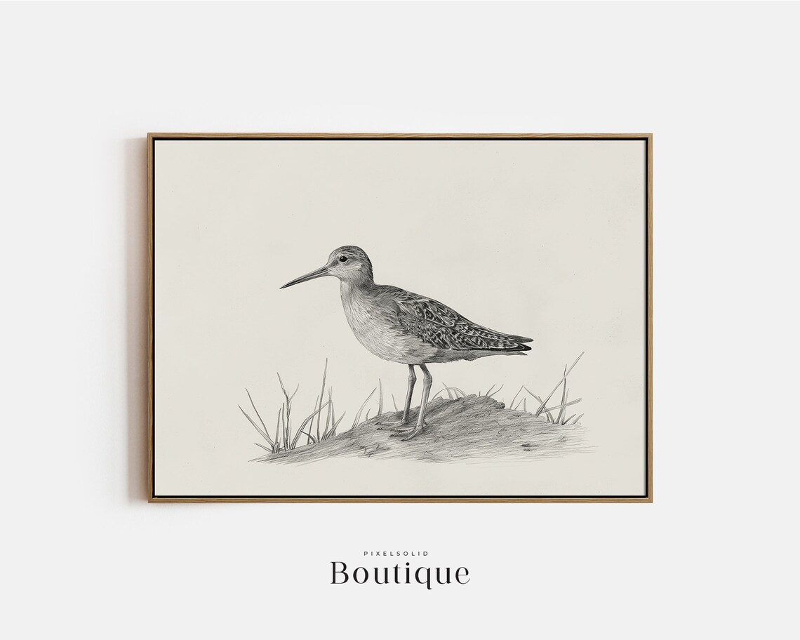 Sandpiper Sketch Neutral Bird Illustration Print Coastal Decor Nautical Drawing Art No381