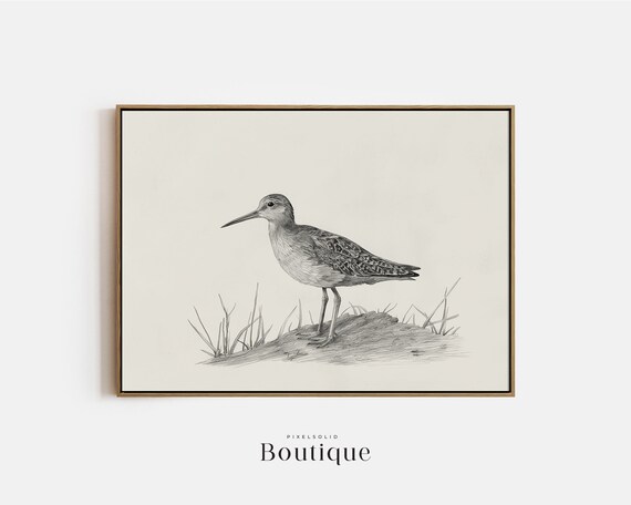 Sandpiper Sketch Neutral Bird Illustration Print Coastal Decor Nautical Drawing Art No381