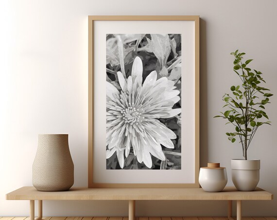 Black and White Chrysanthemum Flower Close Up Botanical Poster