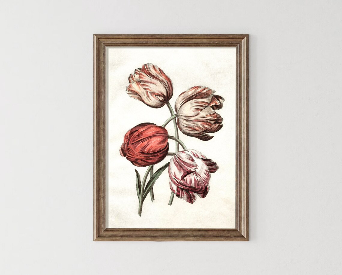 Striped Tulips Four Blooms Antique Botanical Illustration Poster - Image 3