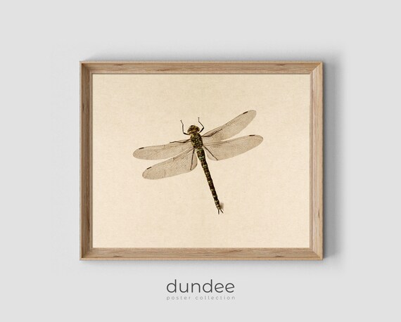Dragonfly Print Vintage Sketch Art Print Dragonfly Print Insect Print Nature Wall Art Antique Sketch Drawing