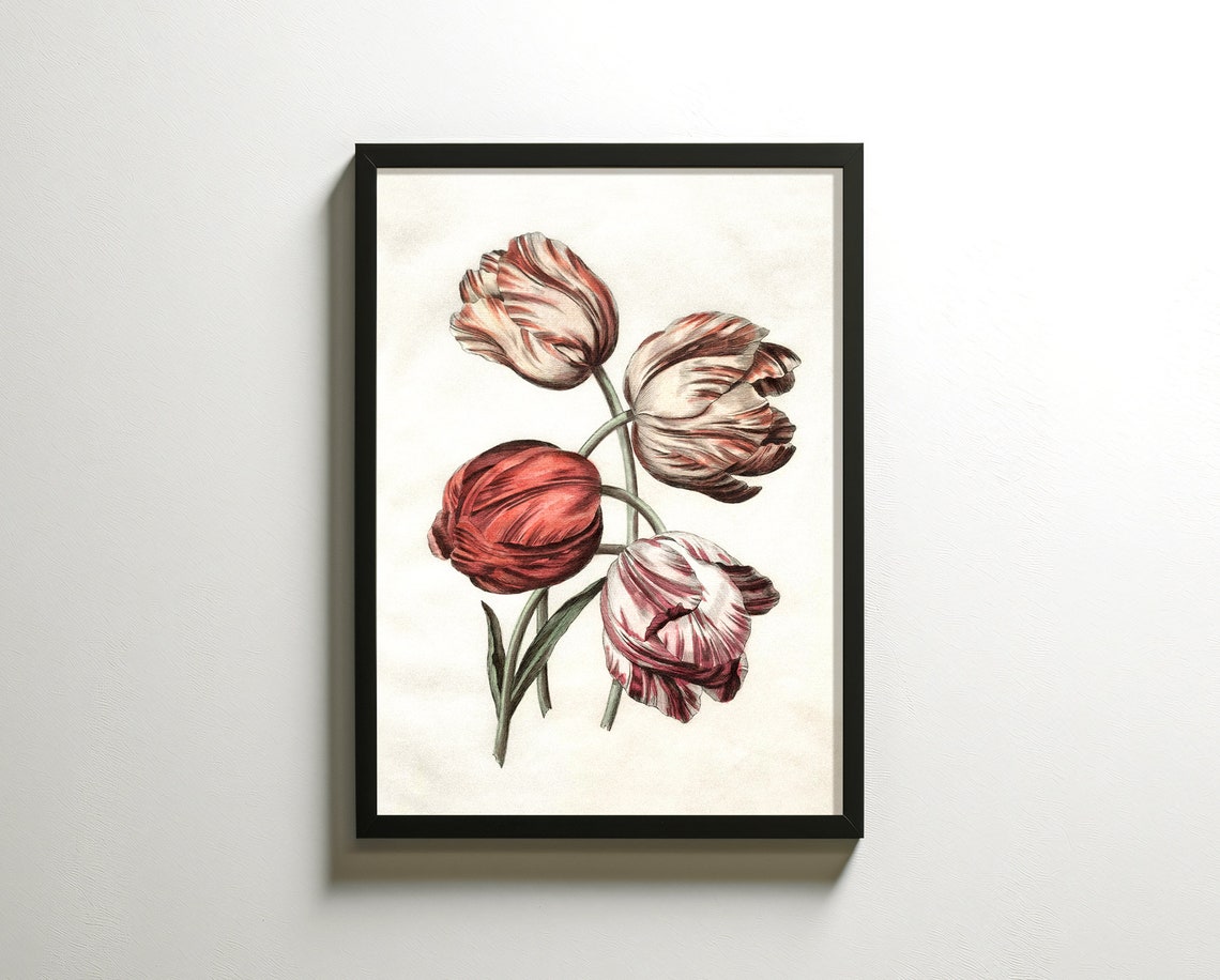 Striped Tulips Four Blooms Antique Botanical Illustration Poster - Image 4