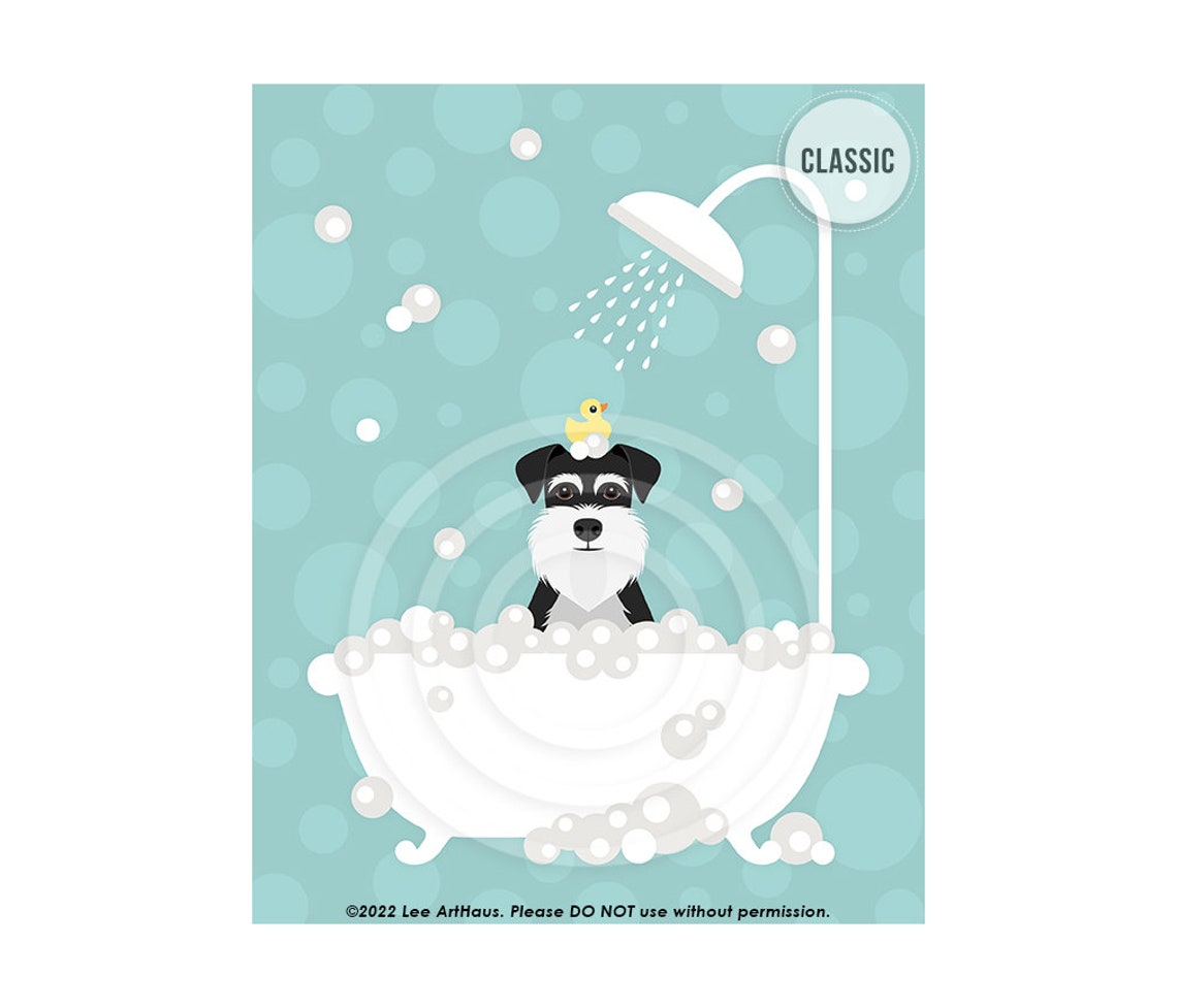Black And Silver Schnauzer In Shower Bath With Rubber Duck Poster