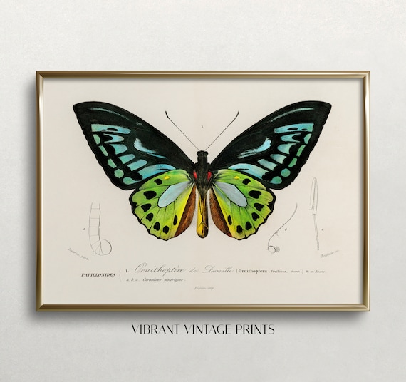 Vintage Butterfly Art Print, Antique Green Butterfly