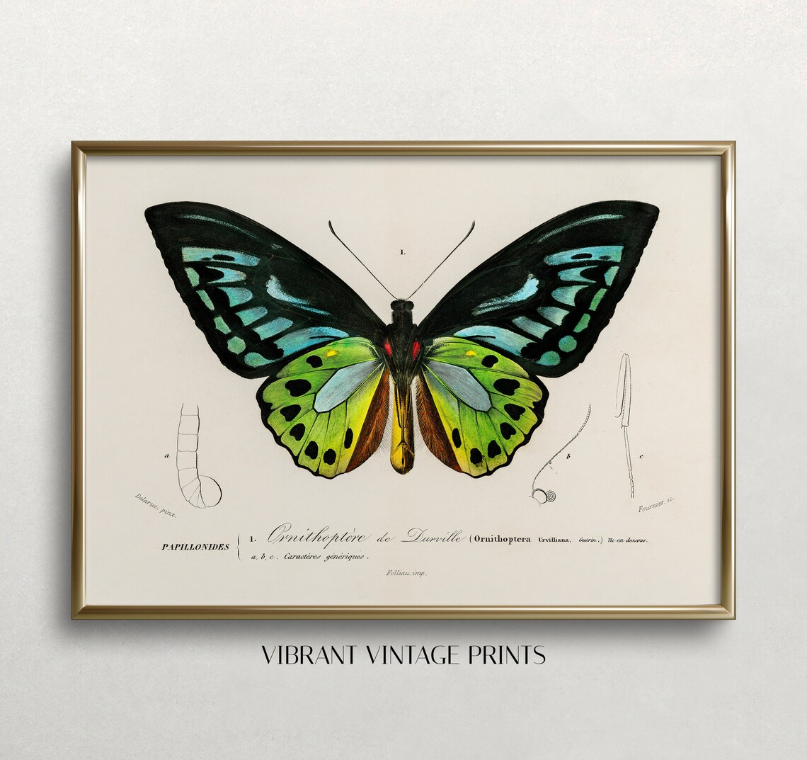 Vintage Butterfly Art Print, Antique Green Butterfly
