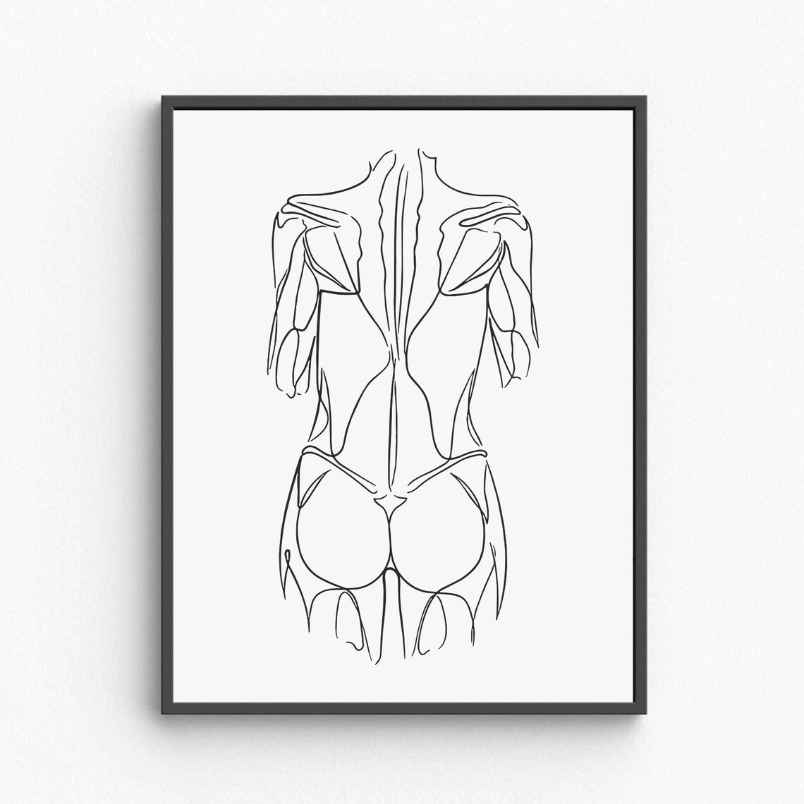 Male Back Muscles Line Art Anatomy Athletic Body Fitness Poster