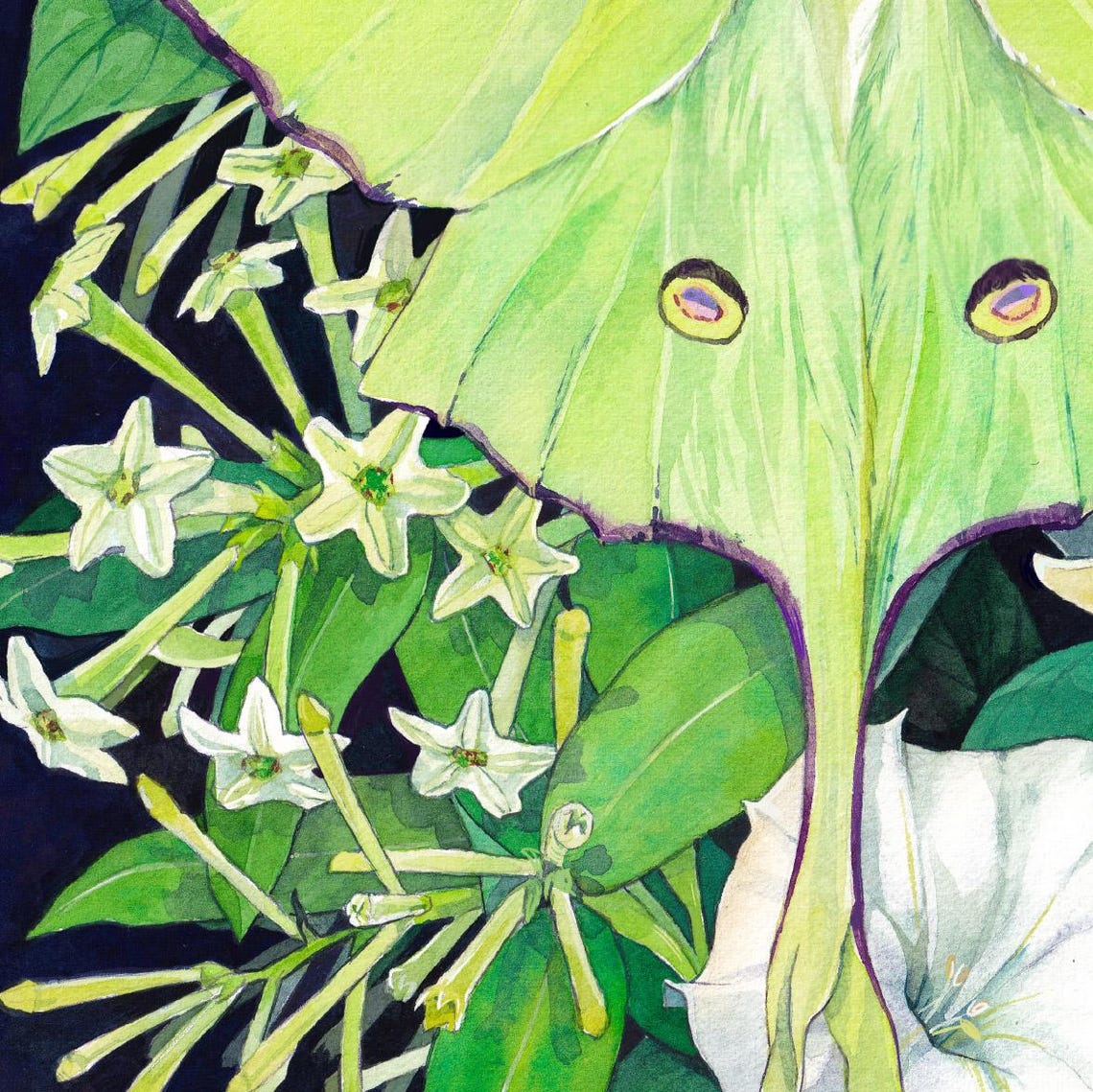 Moth Nocturnal Flowers Poster - Image 3