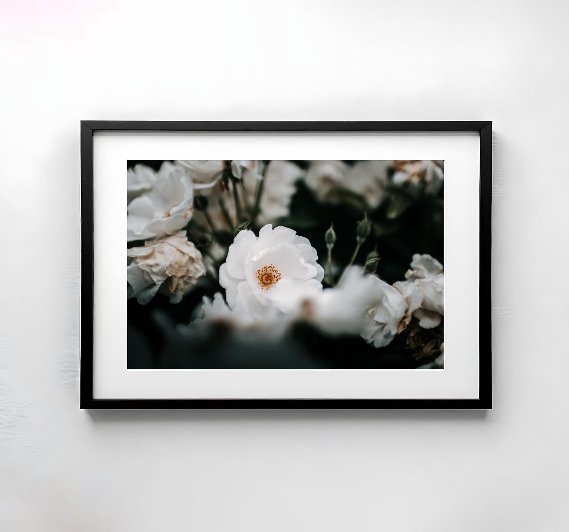 Soft White Rose Bloom Close-Up Fine Art Floral Photography Poster