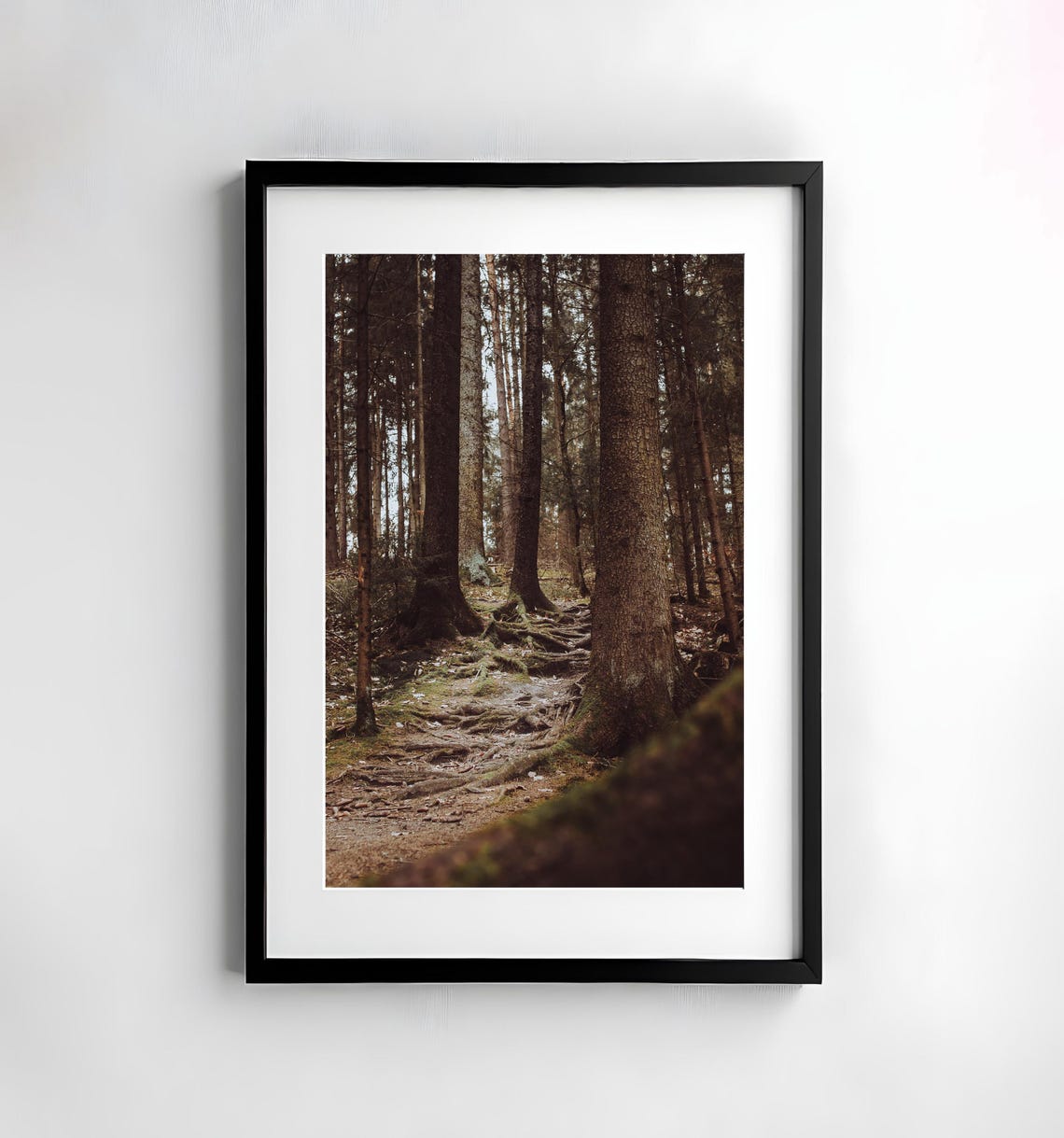 Sunlit Pine Trunks and Mossy Roots on a Deep Forest Floor Poster