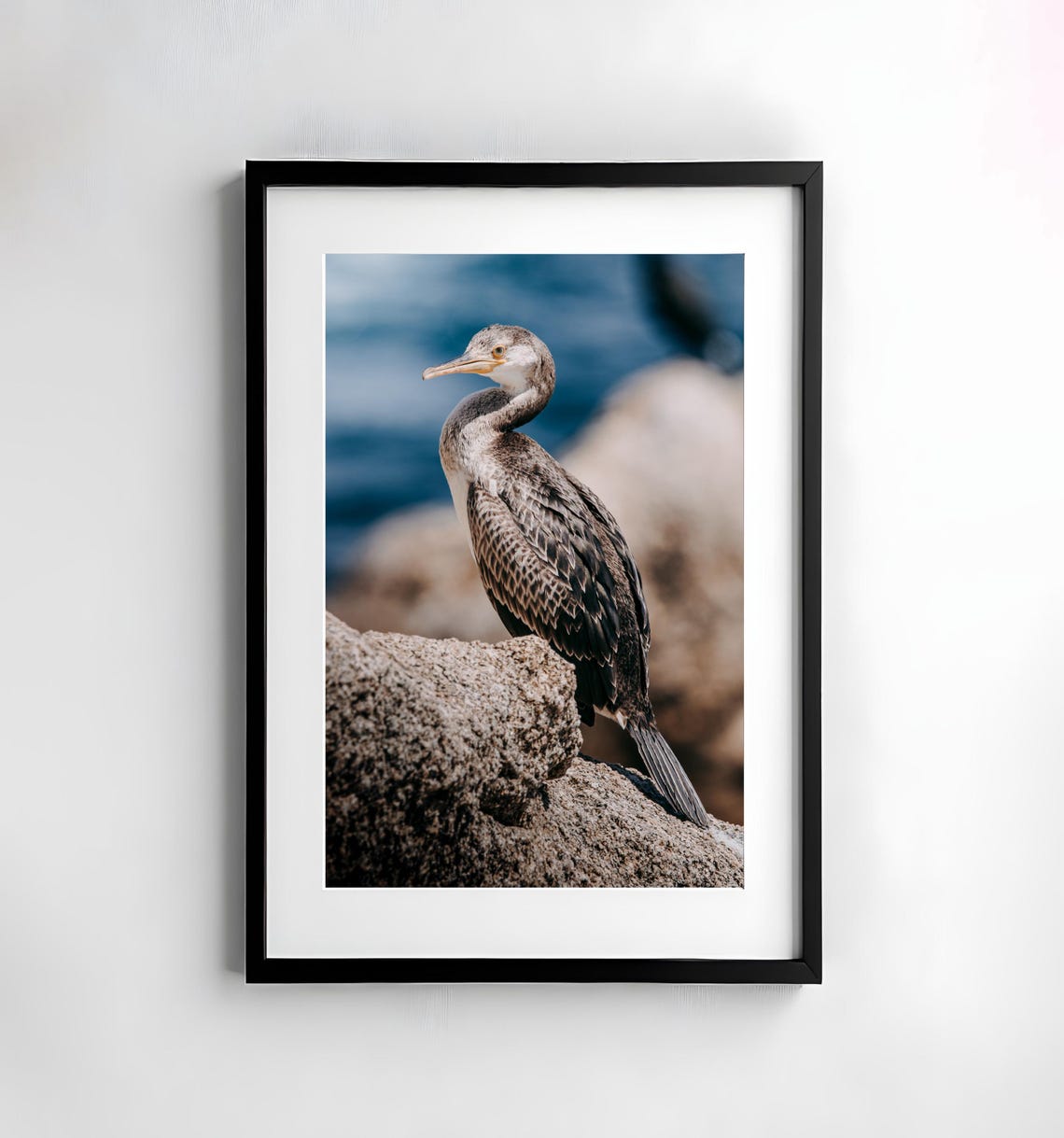 Young Shag Cormorant Perched on a Sunlit Coastal Rock Photo Poster