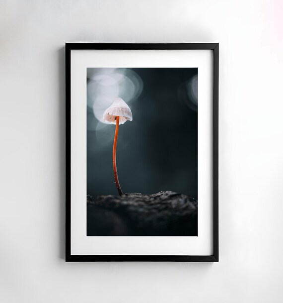 Tiny Orange Stemmed Mushroom Glowing on Dark Bark Macro Poster