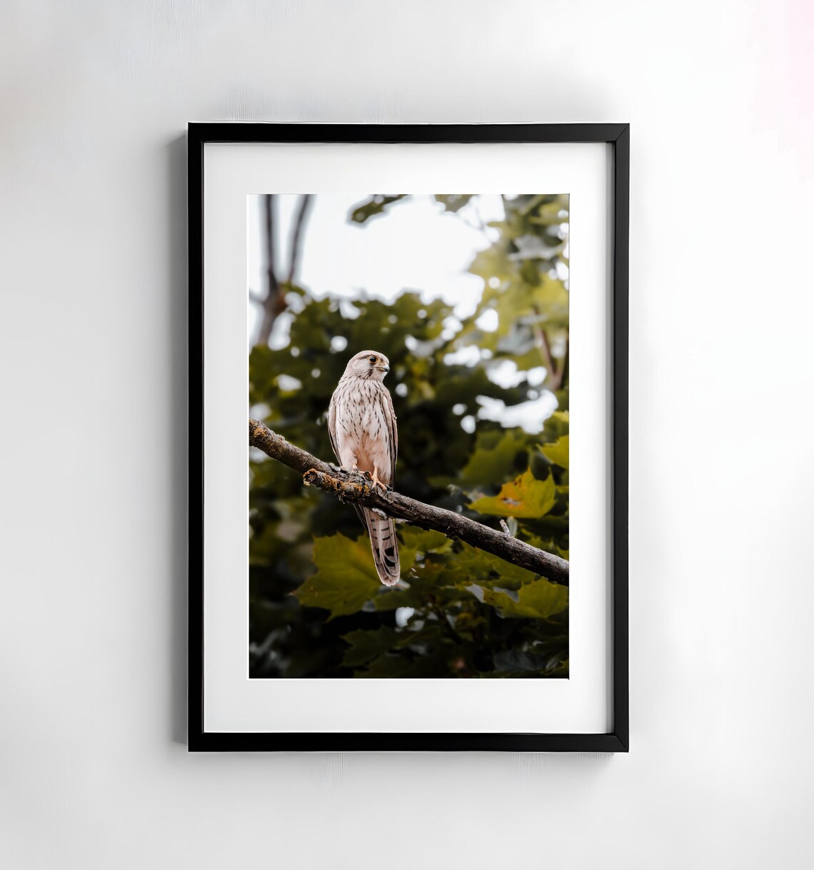 Kestrel Bird of Prey Perched on a Branch in Green Woods Poster
