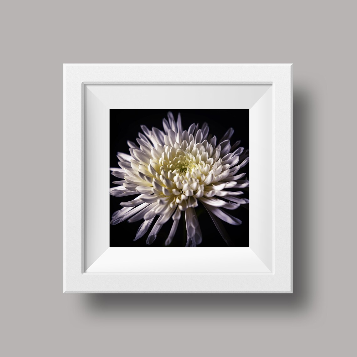 Chrysanthemum Macro, Flower Photography