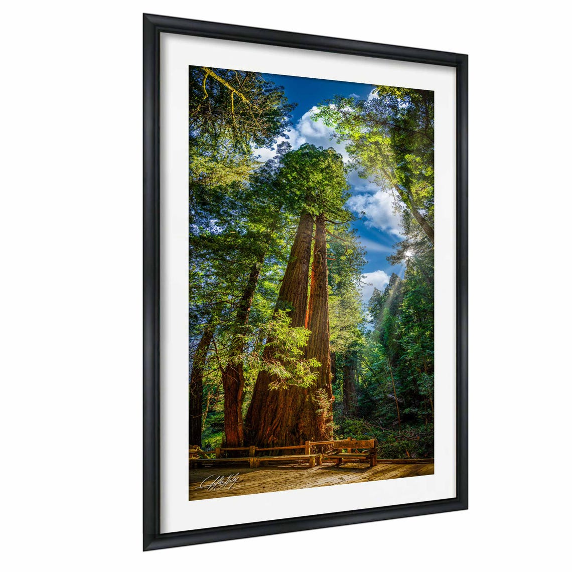 Towering Redwood Trees of Muir Woods California Forest Sunlight Poster