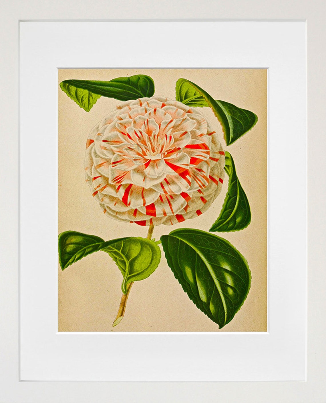 Vintage Camellia Botanical Art Print Striped Flower Illustration - Image 2