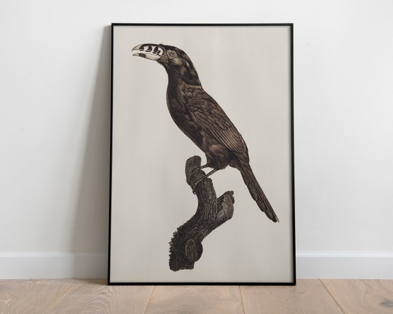 Bird Vintage Print Dark Academia Decor French Country Farmhouse Sketch Minimalist Art Charcoal Drawing