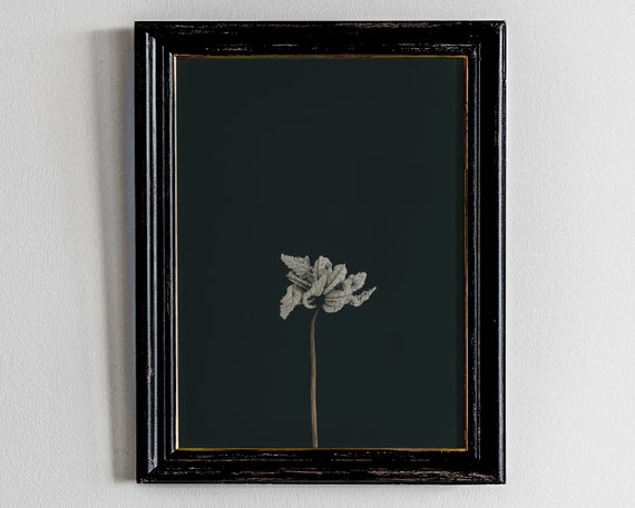 Dark Academia Decorblack And White Floral Wall Art Fine Photography Flower Poster Botanical Artplant Prints