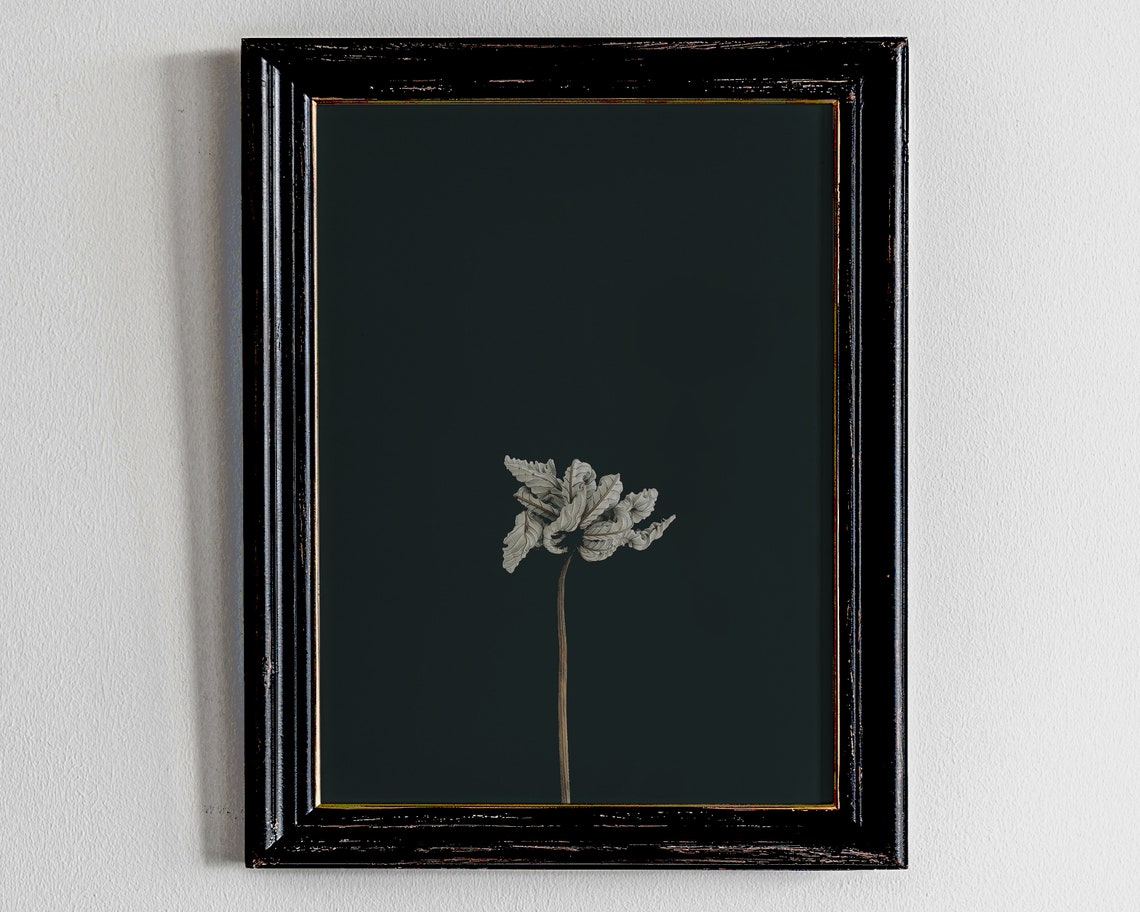 White Dried Bloom on Dark Background Minimal Botanical Photo Poster