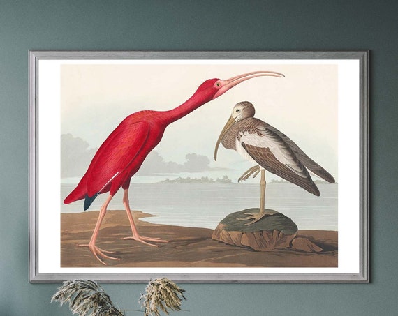 Scarlet Ibis Vintage Art Print Antique Bird Illustration John Audubon Poster Classic Painting