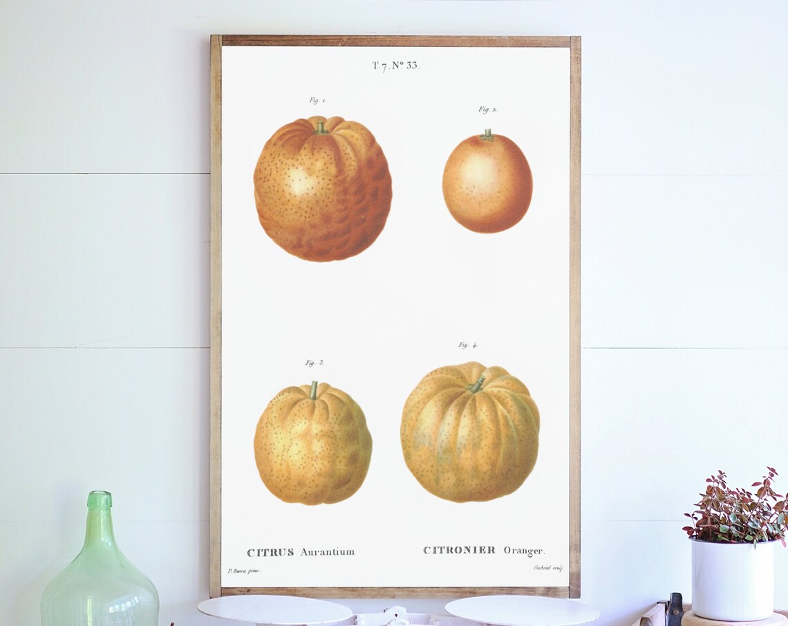 Oranges Botanical Art Print, Kitchen Wall Decor - Image 2